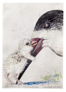 Schwarzmantel Scherenschnabel