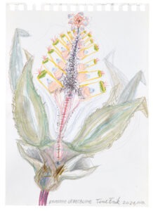 Erotische Liebesblume