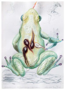 Schrecklicher Pfeilgiftfrosch